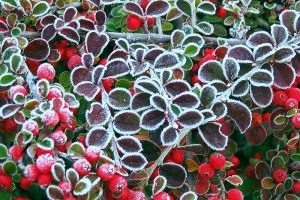 frostklaedte blade